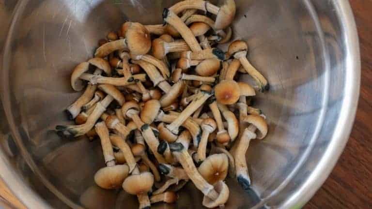 Desidratar Cogumelos na Airfryer: Passo a Passo